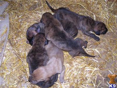 Puppies in WA